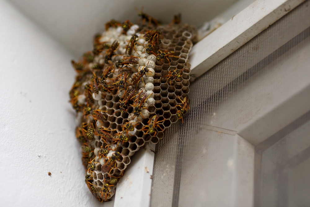A,Hornet's,Nest,Or,Wasp,Nest,On,The,House.,The