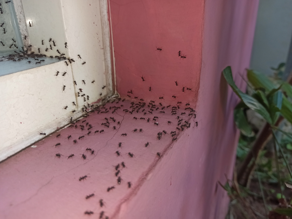 The,Walls,Of,The,House,Are,Infested,With,Ants