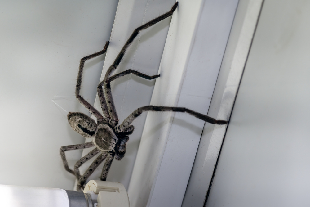 Large,Huntsman,Spider,Inside,A,Home