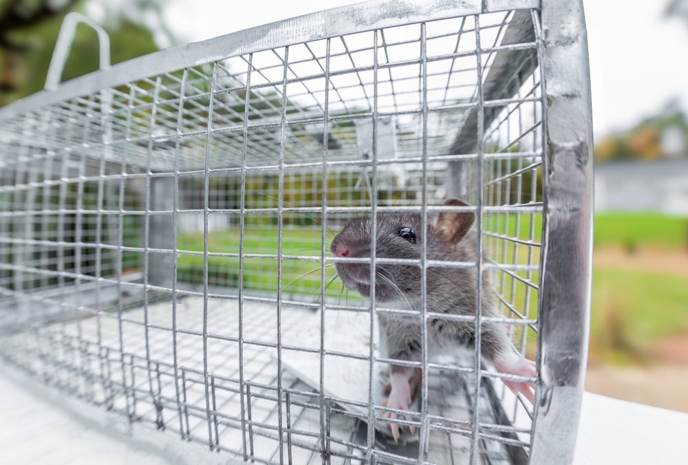 Young,Norway,Rat,Captured,Humanely,In,A,Live,Animal,Trap