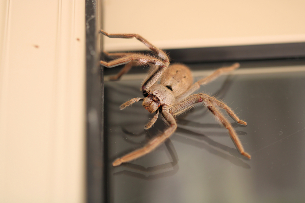 Close-up,Of,Male,Huntsman,Spider,On,Door,Of,House