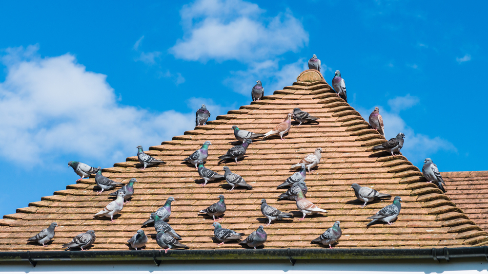 A,Shot,Of,A,Flock,Of,Pigeons,Sitting,On,A