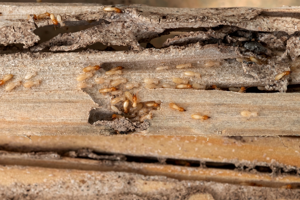 Group,Of,The,Small,Termite,Destroy,Timber,,Termites,Eat,Wood