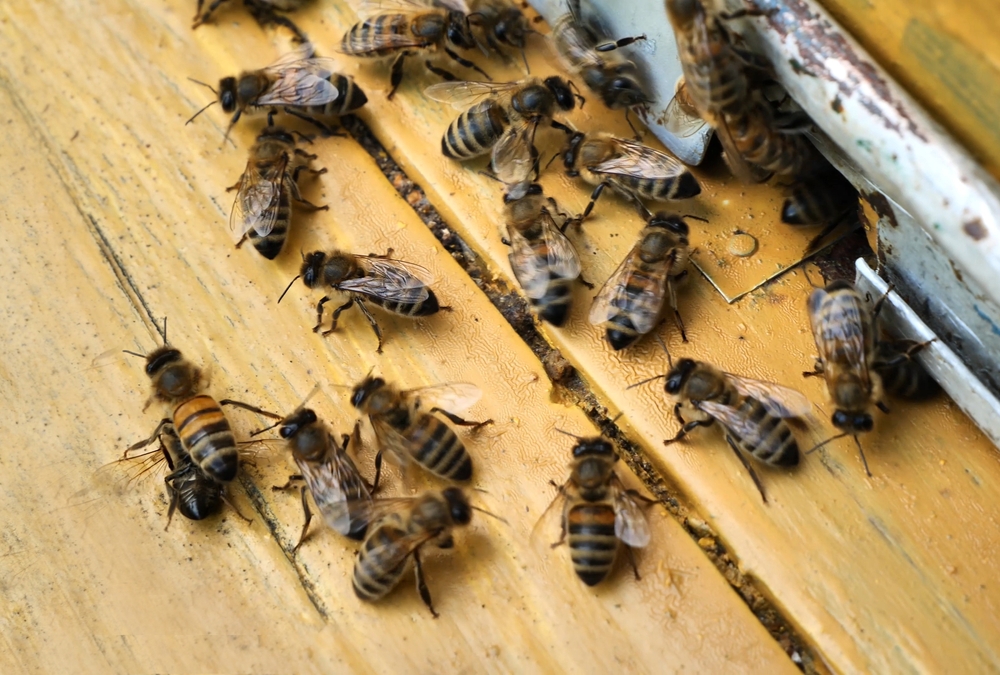 Bees,Remove,Dead,Insects,From,The,Hive.,Maintaining,Cleanliness,In