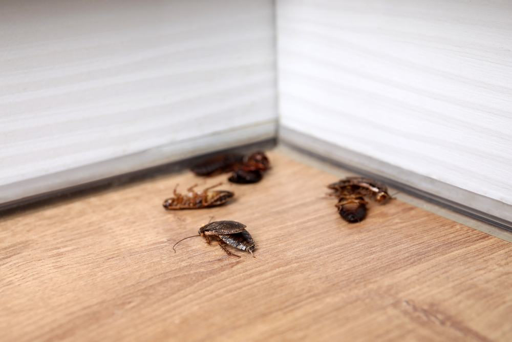 Cockroaches,On,Wooden,Floor,In,Corner,,Closeup.,Pest,Control